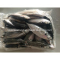 Big Size Hardtail Scad Fish for Sale